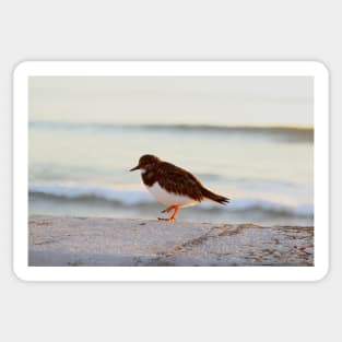 Sandpiper bird enjoying some relaxing time by the sea Sticker